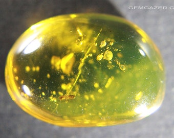 Amber cabochon with Beetle inclusion, Dominican Republic.  8.50 carats / 1.7 grams