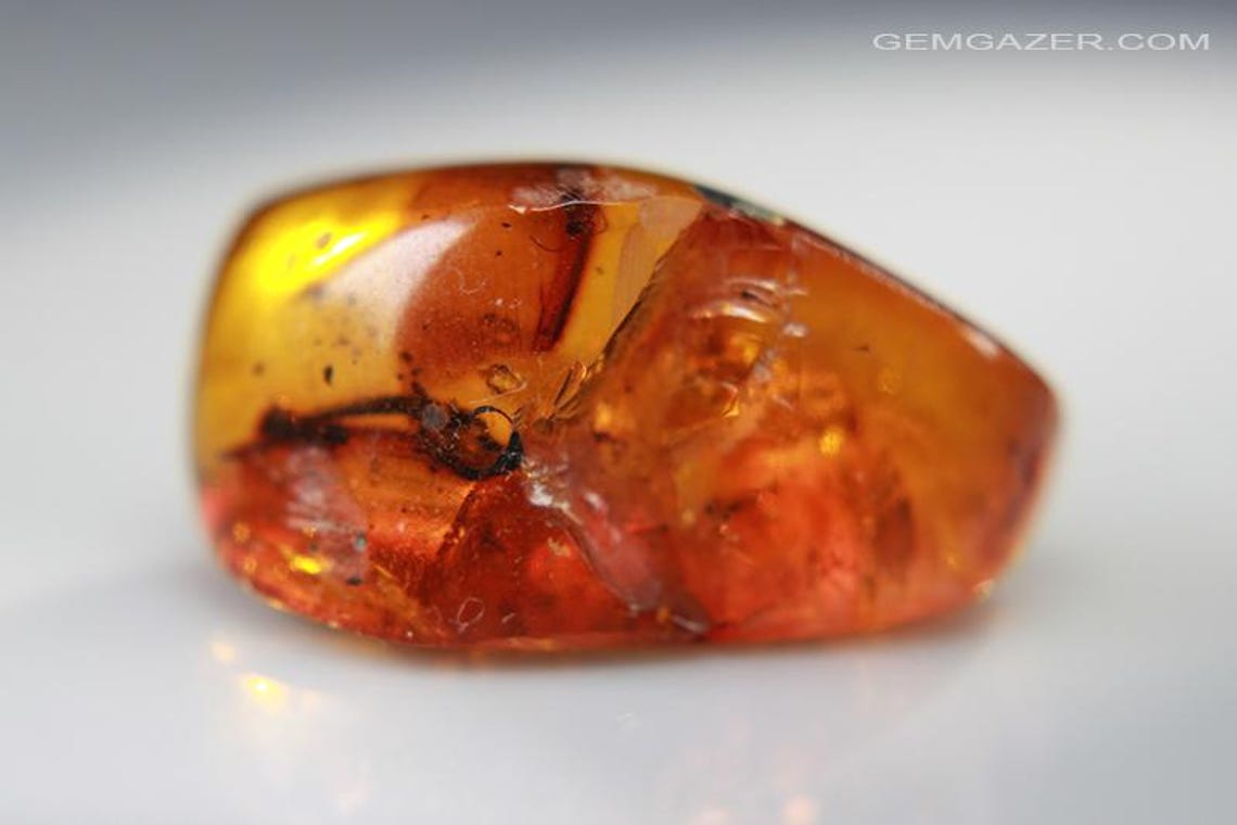 Polished Amber Specimen With Flora & Fauna Inclusions, Dominican ...