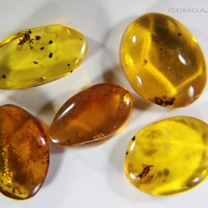 Amber cabochons with insect inclusion collection (5 cabochons). Dominican Republic. 6.21 carats total weight.