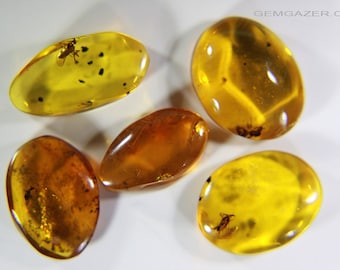 Amber cabochons with insect inclusion collection (5 cabochons). Dominican Republic. 6.21 carats total weight.