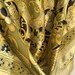 see more listings in the Foulards section