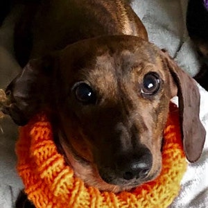 Dachshund or Small Dog Snood / Cowl / Hat image 6