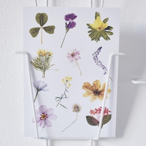 Cartolina illustrata "Flora da tutto il mondo" / 1 cartolina / ispirata alla natura / disegni botanici / piante / fiori / matite colorate