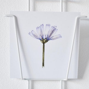 Postal ilustrado "Alemanha" | Chicória | Chicória comum | Cichorium intybus | cartão quadrado | desenho botânico | ilustração de flor