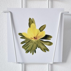 Cartolina illustrata "Danimarca" / Wintera Aconite / Eranthis hyemalis / cartolina quadrata / disegno botanico / illustrazione floreale / fiore