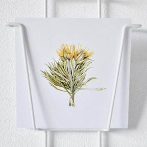 Cartolina illustrata "Spagna" / Adonis vernalis / Occhio di fagiano / cartolina quadrata / disegno botanico / illustrazione floreale / fiore