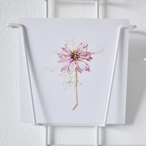 Cartolina illustrata "Nuova Zelanda" / Love-in-a-mist / Nigella damascena / cartolina quadrata / disegno botanico / illustrazione floreale / fiore