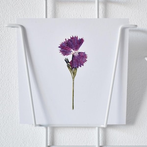 Cartolina illustrata "Francia" / Dianthus / cartolina quadrata / disegno botanico / illustrazione floreale / fiore / fiore pressato
