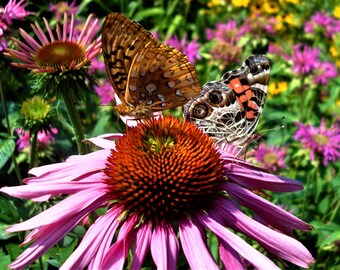 Painted Ladies on Coneflower, Augusta, Maine Photo Note Card
