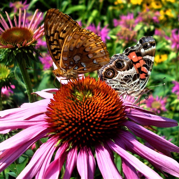 Painted Ladies on Coneflower, Augusta, Maine Photo Note Card