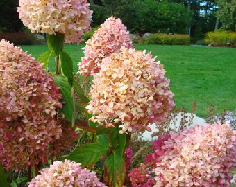 Coastal Maine Botanical Gardens Hydrangeas Photo Card
