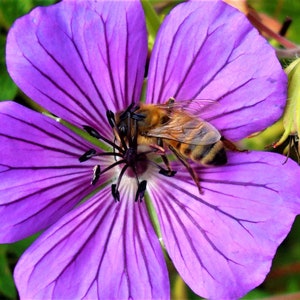 Abeja melífera en geranio, Henniker, New Hampshire Photo Note Card