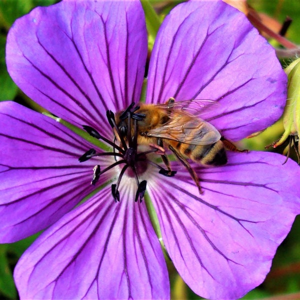 Honey Bee on Geranium, Henniker, New Hampshire Photo Note Card