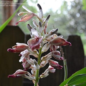 5 Rare Snap ginger rhizomes