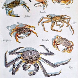 Original Print Crabs Back Cover Cook&#39;s Illustrated