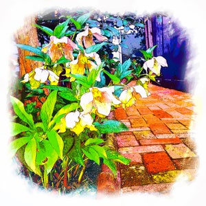 May include: A watercolor painting of white flowers with green leaves growing along a brick pathway. The flowers are in focus and the pathway is blurred in the background.