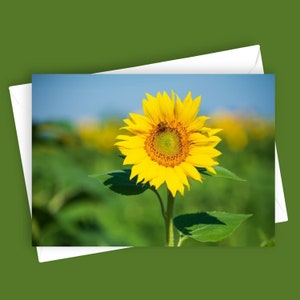 Tournesol | Carte de voeux vierge 5 x 7, papeterie tournesol, carte de correspondance floral, carte fleur jaune, photographie de la nature, carte toutes occasions