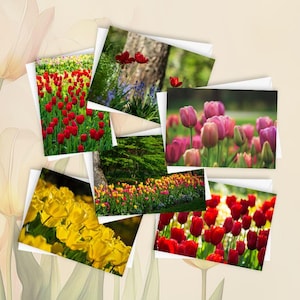 6 tulpenkaarten | 5 x 7 blanco wenskaartenset, bloemen briefpapier, lentebloemkaarten, tulpenfotografie, natuurnotitiekaarten, cadeau tuinliefhebber