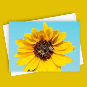 Girassol ocupado | Cartão de felicitações em branco, papelaria 5x7, cartão de abelha de girassol, foto da natureza, flor amarela, aniversário, obrigado, todas as ocasiões