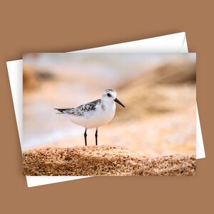 Sanderling | 13x18, Grußkarte, Vogel Fotografie, Küsten Briefpapier, Natur Geschenk, Strand Vogel Karte, Vogelliebhaber, Shorebird