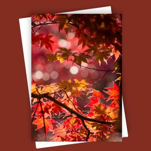 Zweite Feder | Herbstlaub Grußkarte, leere 5 x 7 Karte, Herbst Briefpapier, Naturfotografie Karte, saisonale Karte, Ahornblätter Karte
