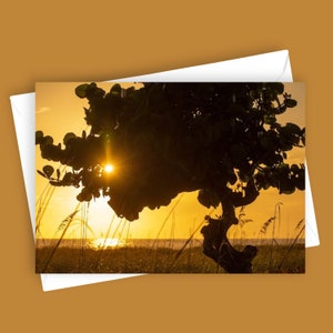 Silhouette di uva marina / Biglietto di auguri vuoto 5x7, cancelleria costiera, biglietto con albero al tramonto, foto della natura, scena di spiaggia, vista sull'oceano, tutte le occasioni