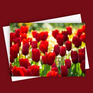 Tulipanes rojos / Tarjeta de felicitación en blanco de 5 x 7, papelería floral, tarjeta con flores rojas, fotografía de tulipanes, tarjeta de primavera, tarjeta para cualquier ocasión, amante de la naturaleza
