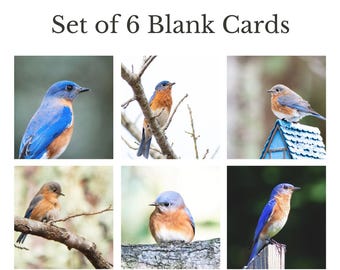 Bluebird Card Set | 6 Bird Photo Cards, Blank 5x7 Wildlife Stationery Bundle
