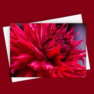 Tarjeta de felicitación en blanco de 5 x 7 con texto "Drama de dalias n.° 1", papelería floral, tarjeta con dalias rojas, fotografía de flores, tarjeta única, arte botánico, amante de la naturaleza