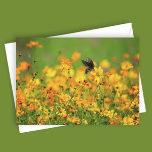 Champ de rêves | Carte de voeux vierge, papeterie 5 x 7, motif floral rustique, carte photo, papillons et fleurs de cosmos, amoureux de la nature