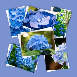 6 blauwe hortensiakaarten | 5 x 7 blanco wenskaartenset, briefpapier met blauwe bloemen, notitiekaarten hortensia, natuurkaartenpakket, botanische kaarten