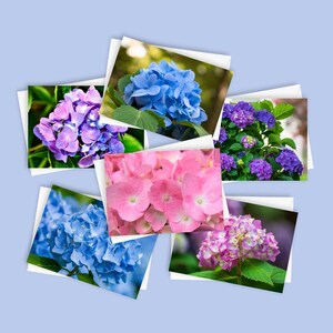 6 hortensiakaarten | 5 x 7 blanco bloemenkaartenset, botanisch briefpapierpakket, pastelkleurige notitiekaarten, tuinwensset, bloemenkaartbundel