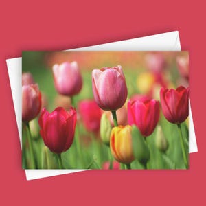 Sorbet tulipe | Carte de voeux vierge 5 x 7, papeterie de printemps, carte de correspondance tulipe, carte florale, carte toutes occasions, carte de photographie de nature