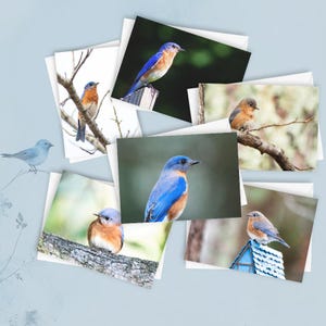 6 östliche Drossel Grußkarten | Blanko Grußkarten, Vogel Briefpapier Set, Natur Fotografie, 13x18 Kartenpaket, Bluebird Variety Bundle