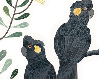 Black Cockatoo & Banksia Watercolour Print, Australian Botanical Wall Art – Signed Limited Edition