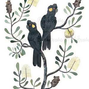 May include: Two black cockatoos with yellow accents perched on a branch with green leaves and yellow flowers. The birds are facing different directions.