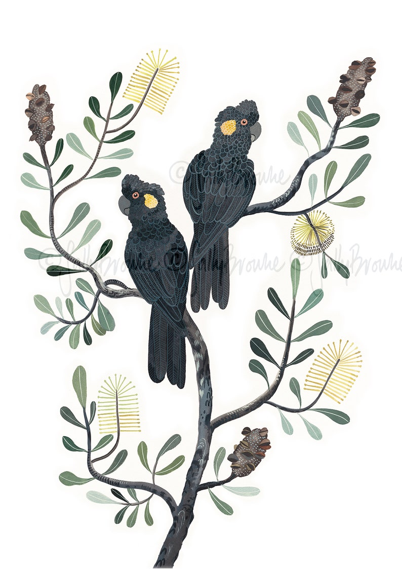 May include: Two black cockatoos with yellow accents perched on a branch with green leaves and yellow flowers. The birds are facing different directions.