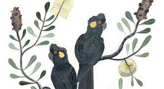 Black Cockatoo & Banksia Watercolour Print, Australian Botanical Wall Art – Signed Limited Edition