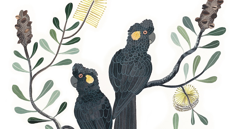 May include: Two black cockatoos with yellow markings perched on a branch of a tree with green leaves and yellow flowers.