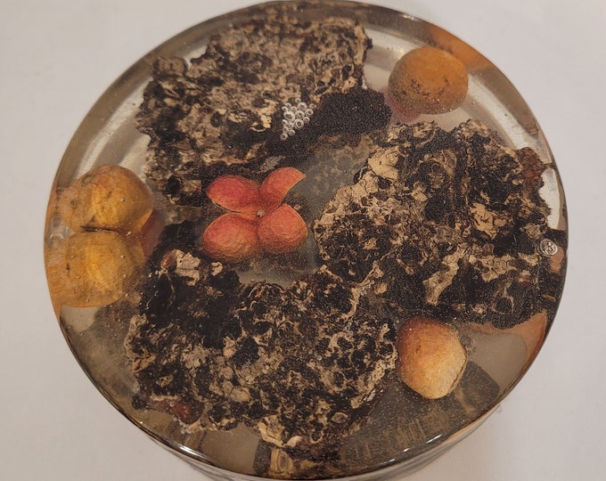 Bark and seed pod resin coaster set of 4 coasters