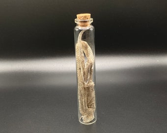 Hognose Snake Shed, Dry Specimen