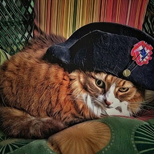 Puede incluir: Un gato atigrado marrón y blanco con un sombrero de terciopelo negro con un pin rojo, blanco y azul. El gato está tumbado en un cojín estampado verde y marrón.