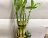 Lucky Bamboo in Dragon pot