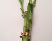 Lucky Bamboo Assorted Arrangement pk 5 party favor