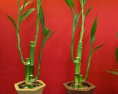 Lucky Bamboo Plant in Vase Party Favor
