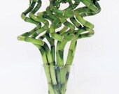 Curly 6 quot or 8 quot bamboo 10 piece pack