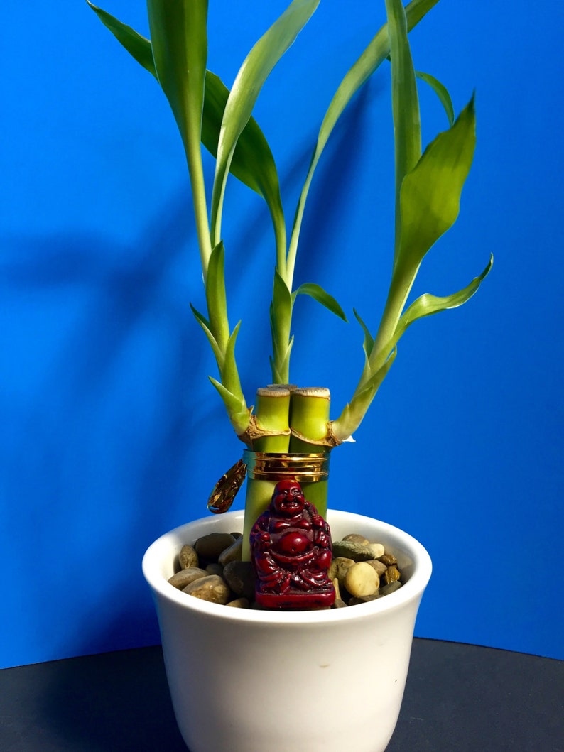 Lucky Bamboo Plant with Buddha
