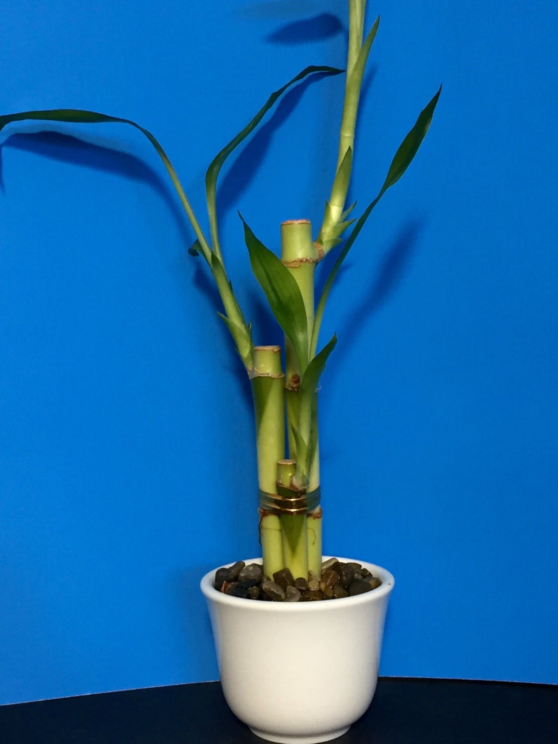 Lucky Bamboo Plant with Buddha