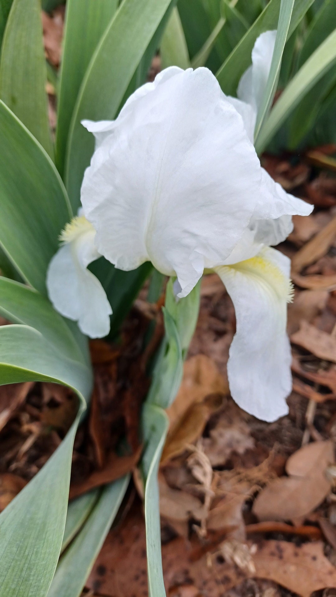 Iris Albicans White Cemetary Iris - Etsy