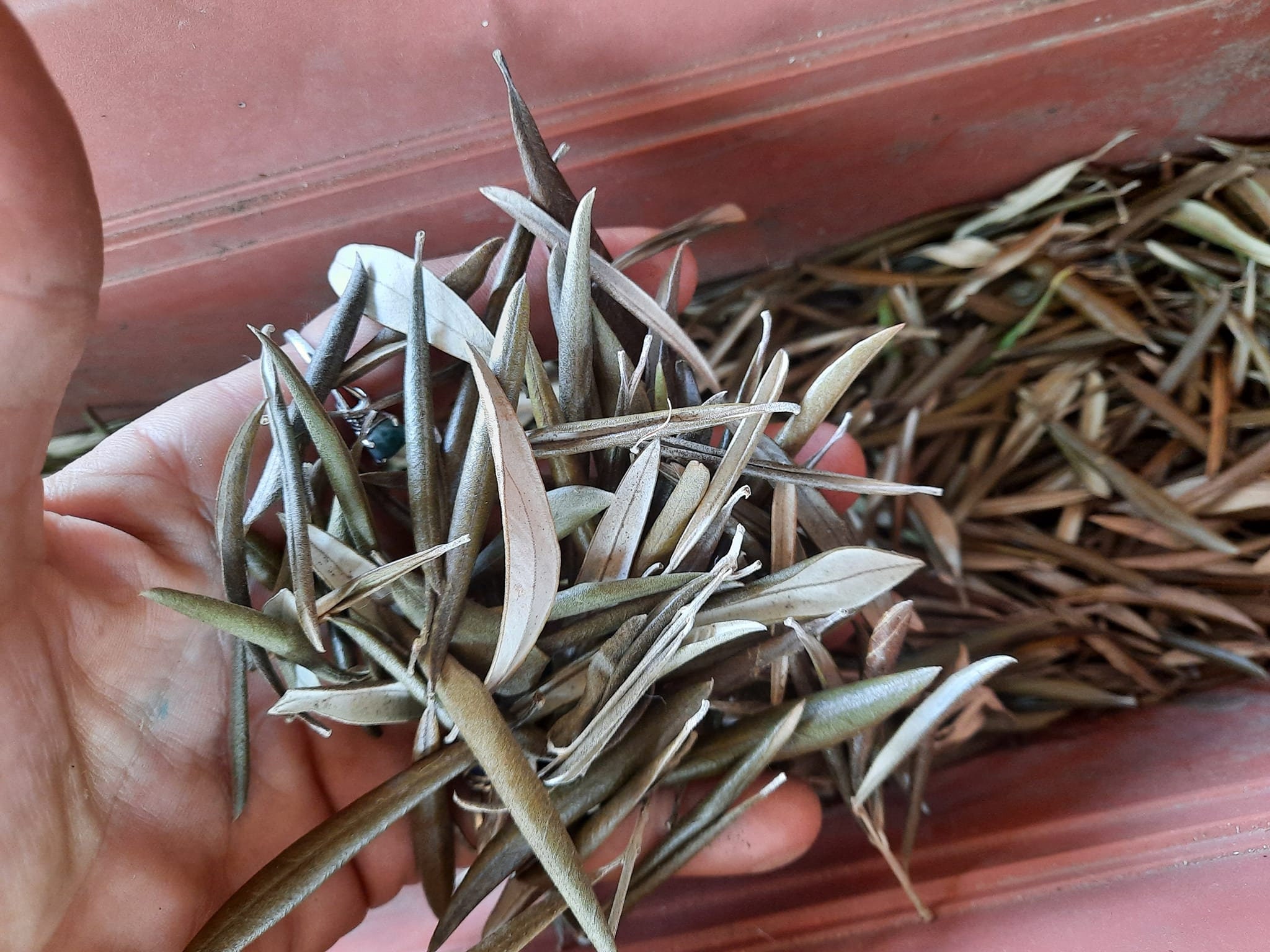 Dried olive leaves Etsy